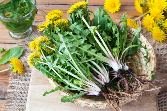 Fototapeta Whole dandelion plants with roots in a basket