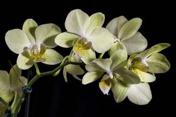 Fototapeta na wymiar Yellow orchid with dark background