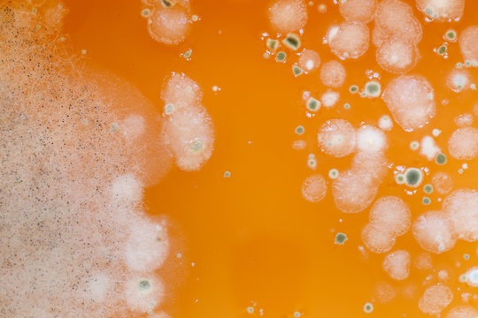 Mold in a liquid background close. Development of microorganisms