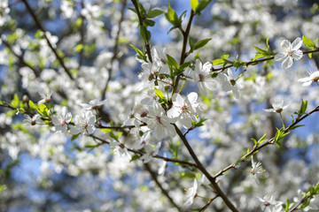 Blossom trees at spring close up. Seasonal blooming of trees. 