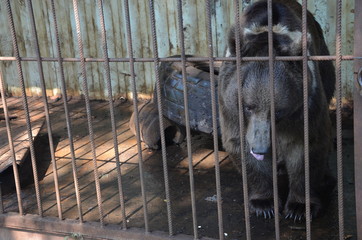 Black Himalayan bear with white collar sits in a cage with his tongue out in the summer