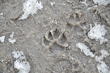 dog paw printed in frozen mud