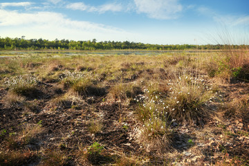 cotton grass (Eriophorum vaginatum) in a wide bog landscape in spring, Venner Moor, Lower Saxony,...