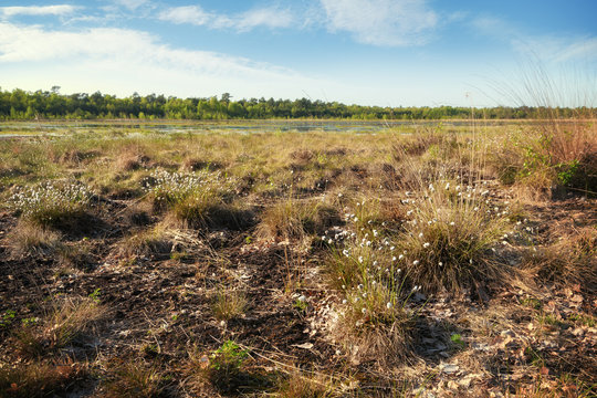 cotton grass (Eriophorum vaginatum) in a wide bog landscape in spring, Venner Moor, Lower Saxony, copy space
