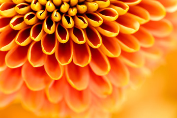 Fototapety  flower orange detail macro structur