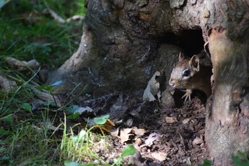 Chipmunk in hiding