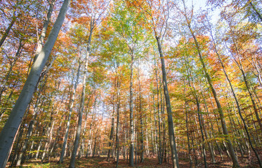 Herbst Wald Bäume Farben Blätter