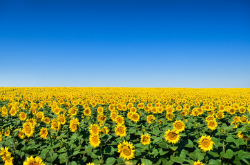 Field of yellow sunflowers against the blue sky © Oleksandrum