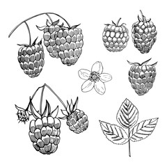Hand drawn  berry. ..Raspberry.  Vector sketch illustration