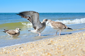 Large Black Sea seagulls in the natural habitat.