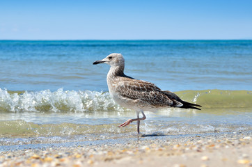 Fototapeta na wymiar Large Black Sea seagulls in the natural habitat.