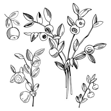 Hand drawn forest berry. Blueberry, bilberry. Vector sketch illustration