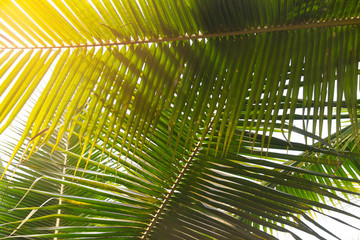 Coconut leaf nature background with sunlight 