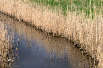 Reeds 3