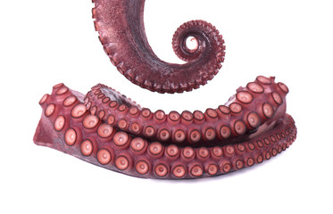 Tentacles of octopus isolated on white background © vandycandy