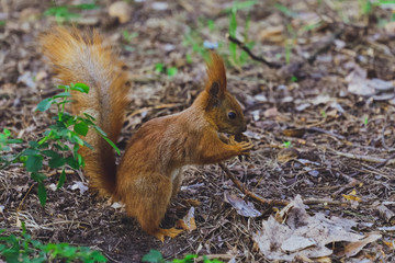 Naklejka na ściany i meble Squirrel gnaws, eats a nut in the forest
