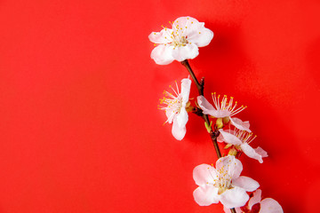 Blossoming branch with white flowers, on a red background, spring concept.