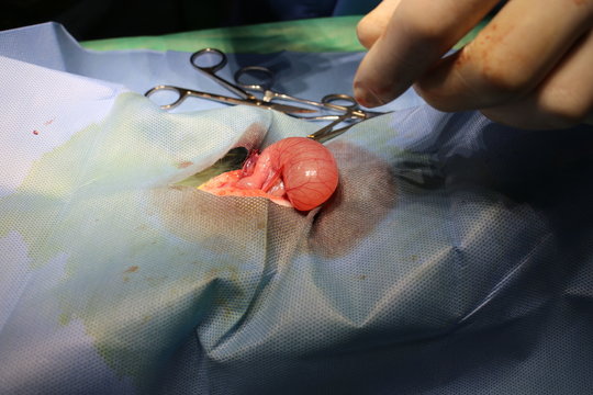 Surgery of cyst on ovary by dog