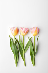 Beautiful tulip flowers on white background. Flat lay, top view.