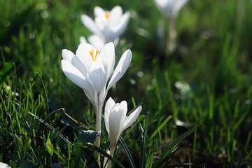 group of white crocuses on the bright green grass background, close up