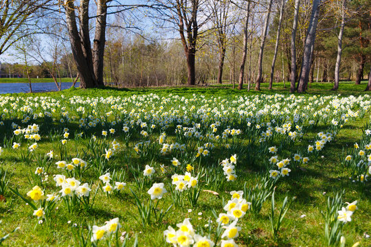 Lawn with flowering daffodils