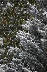 Obraz na płótnie Canvas Snow Falling on Colorado Blue Spruce Tree