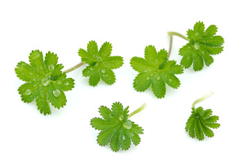 Lady's mantle leaves on white background