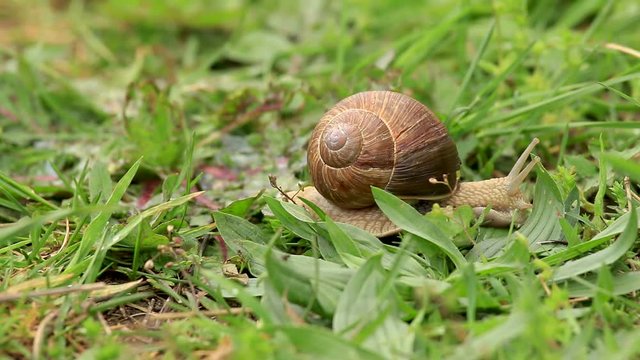 Burgundy snail on the field