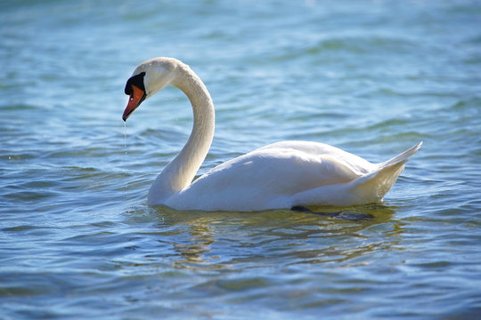 White swan on sea