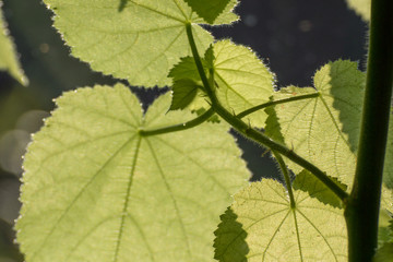 Sun shining trough large green leafs with hard shadows of other leaves