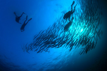 Plongée sous-marine avec l& 39 école Barracuda fish