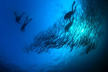 Wall murals Diving Scuba diving with school Barracuda fish   