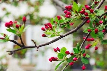 Obraz premium Apple Blossom red buds ready to bloom, selective focus