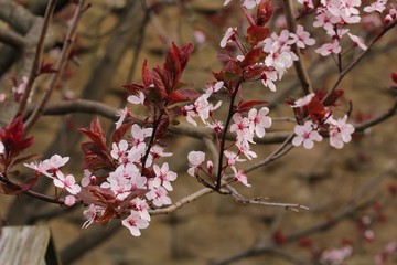 Cherry blossom blooming, selective focus