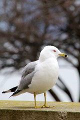 The pigeon sits quietly on the wood railing.