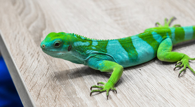 green iguana lizard on a branch