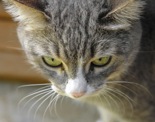 Portrait of gray cat walks outdoor
