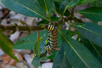Monarch Caterpillar