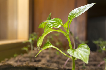 Seedling of paprika in a peat pots on a window sill closeup against the background of blurred other seedlings