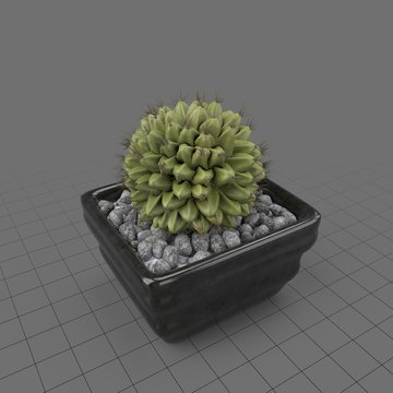 Cactus planter