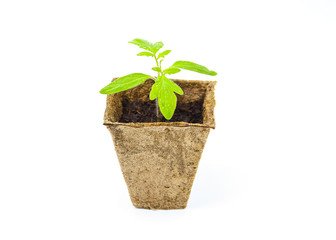 Young tomato seedling sprouts in the peat pots isolated on white background. Gardening concept.