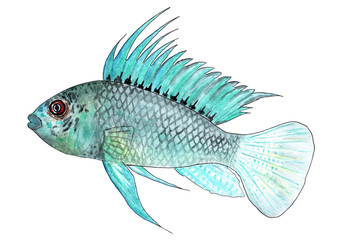 Apistogramma arua. Aquarium tropical fish. Watercolor illustration.A bright aquarium fish. Named after the name of the river Arua. Habitat: South America: Brazil.