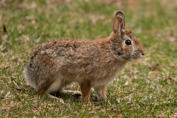 Naklejka na ściany i meble An eastern cottontail rabbit standing in short grass.
