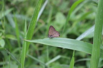 Small Butterfly