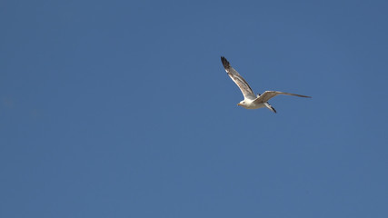 Seagulls flying