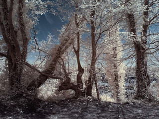 infrared photography - ir photo of landscape under sky with clouds