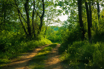 Fototapeta premium Road through the forest