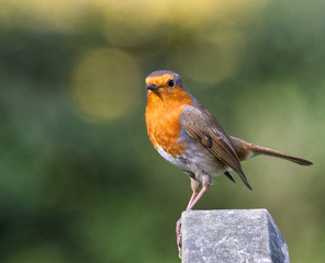 Joy and Sorrow - Robin in a Graveyeard