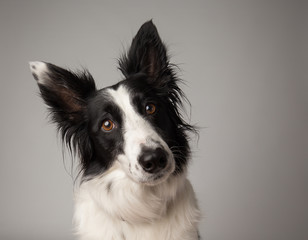 Border collie with big ears