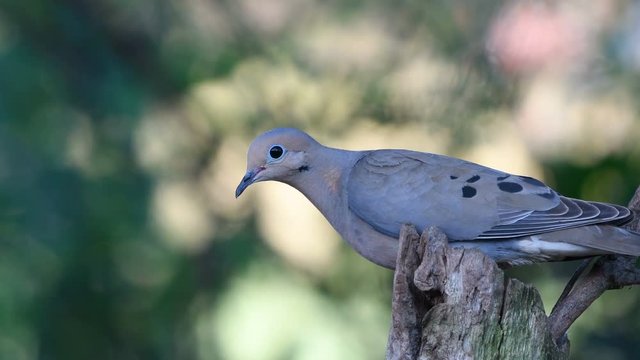 Mourning Dove perched on wooden fence post